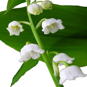 لیلی اف د ولی (موگه)